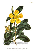 An archival premium Quality Botanical art Print of the Showy Dillenia originally produced in the Curtis Botanical Magazine on July 01, 1799 for sale by Brandywine General Store