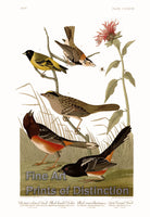An archival premium Quality Art Print of the Chestnut Colored Finch, Black Headed Siskin, Black Crown Bunting and the Arctic Ground Finch for sale by Brandywine General Store