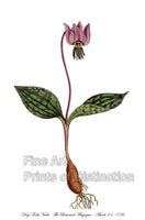 An archival premium Quality Botanical art Print of the Dog's Tooth Violet for sale by Brandywine General Store.