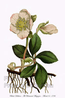 An archival premium Quality Botanical Art Print of the Black Hellebore or more commonly known as the Christmas Rose for sale by Brandywine General Store