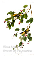 An archival premium Quality art Print of the Carbonated Warbler by John James Audubon for sale by Brandywine General Store