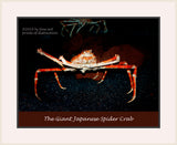 An archival premium Quality Poster of a Giant Japanese Spider Crab for sale by Brandywine General Store