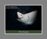 An archival premium Quality Poster of the Sting Ray Fish for sale by Brandywine General Store.