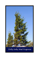 A premium quality poster of Father and Son Red Spruce Trees for sale by Brandywine General Store