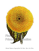 An archival premium Quality Botanical art Print of the California Sunflower by Louis Van Houtte for sale by Brandywine General Store