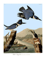 An archival premium Quality art Print of The Belted Kingfisher by John James Audubon for sale by Brandywine General Store