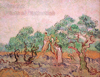 An archival premium Quality art Print of Women Picking Olives by Vincent Van Gogh who painted this picture at St. Remy in December of 1889 for sale by Brandywine General Store