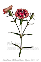 An archival premium Quality Botanical art Print of the Dianthus Chinensis or China Pink by Curtis for sale by Brandywine General Store
