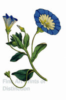 An archival premium Quality Art Print of the Convolvulus Tricolor which is also known as the small convolvulus or bindweed for sale by Brandywine General Store