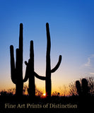 Tall Saguaro Cactus at Sunset