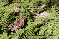 A fine art print of Ferns Growing Among Dead Logs on Forest Floor