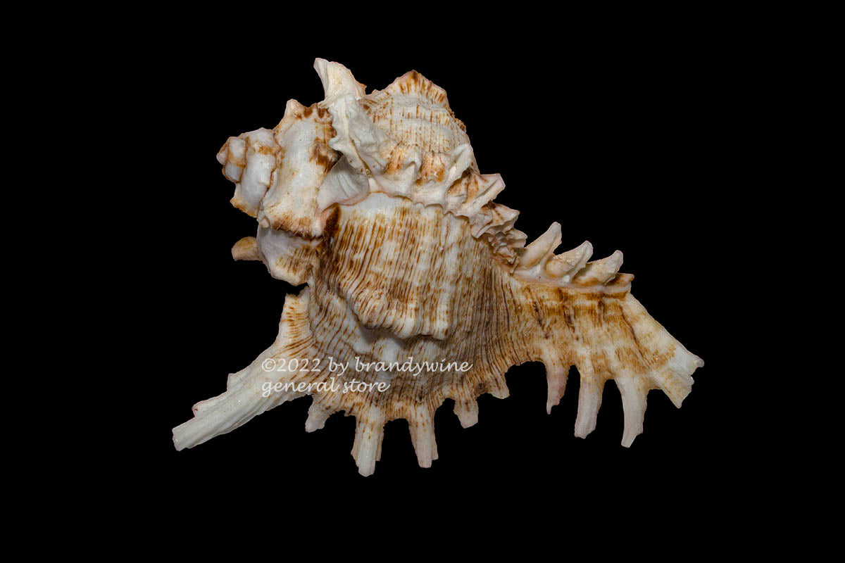 An art print of Spiny Conch Shell with Brown Stripes