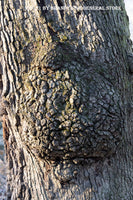 Fine art print of Strasberry Shaped burl knot on oak tree