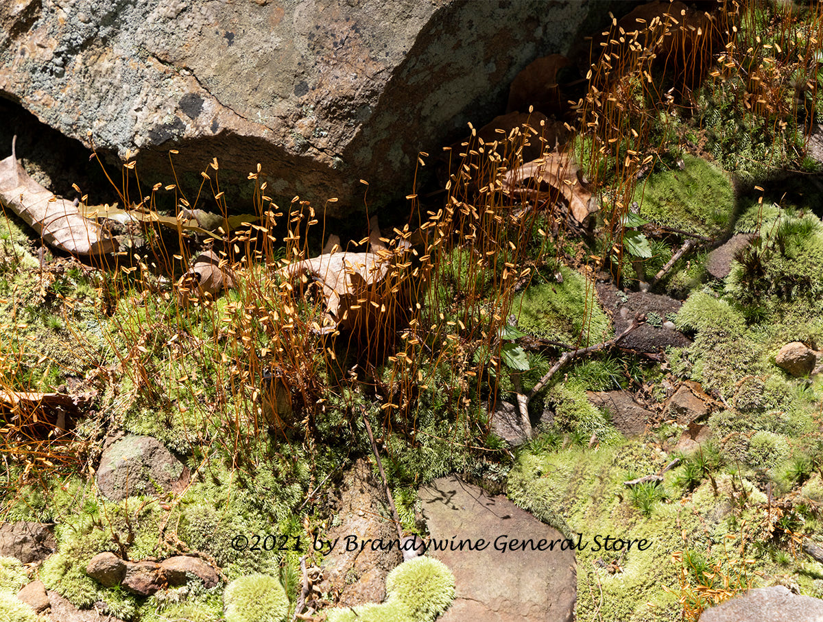 art print of algal haircap moss in mountain rock garden with tall stems