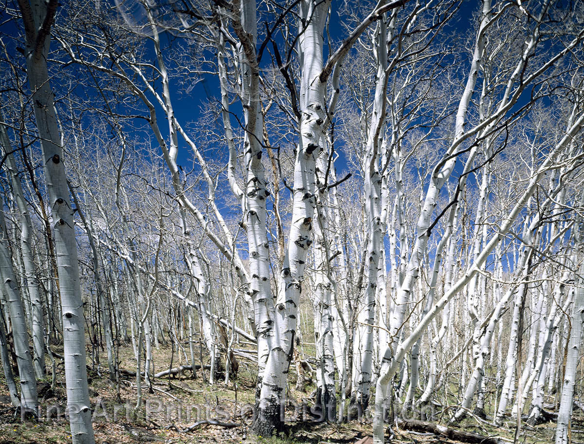 Birches and Blue Sky Botanical art Print