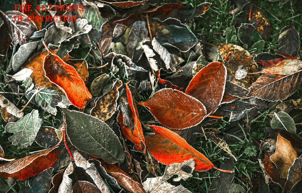 An Art Print of Brown Fall Leaves Covered with Frost