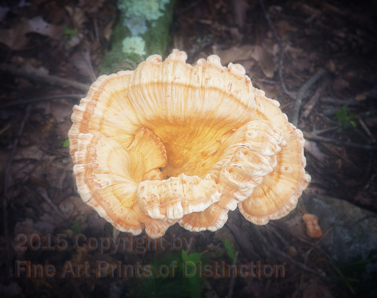 art print of white pored chicken of the woods fancy mushroom in ethereal finish