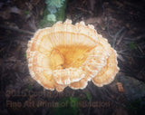 art print of white pored chicken of the woods fancy mushroom in ethereal finish