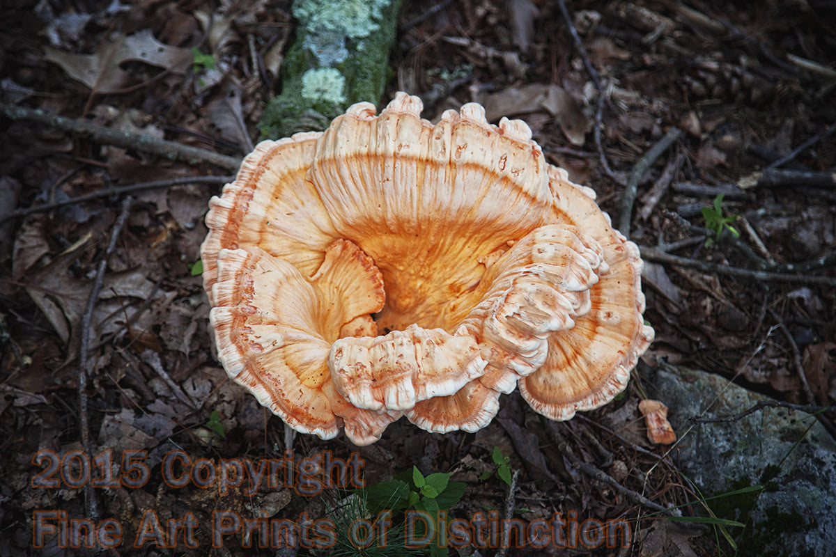 art print of white pored chicken of the woods fancy mushroom