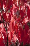 An archival Art Print of Dogwood Leaves a Bright Red Landscape