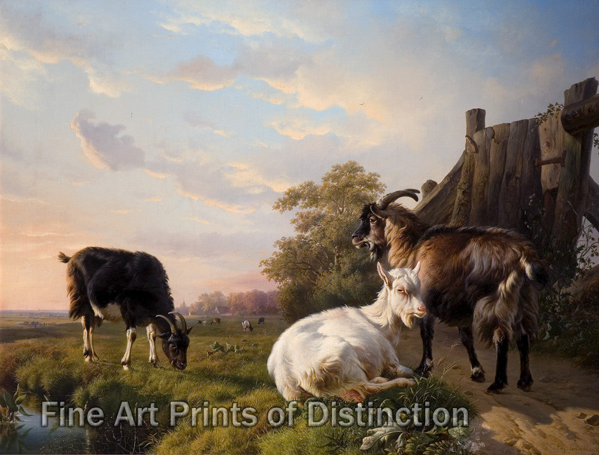 art Print of Goats painting by Eugene Joseph Verboeckhoven