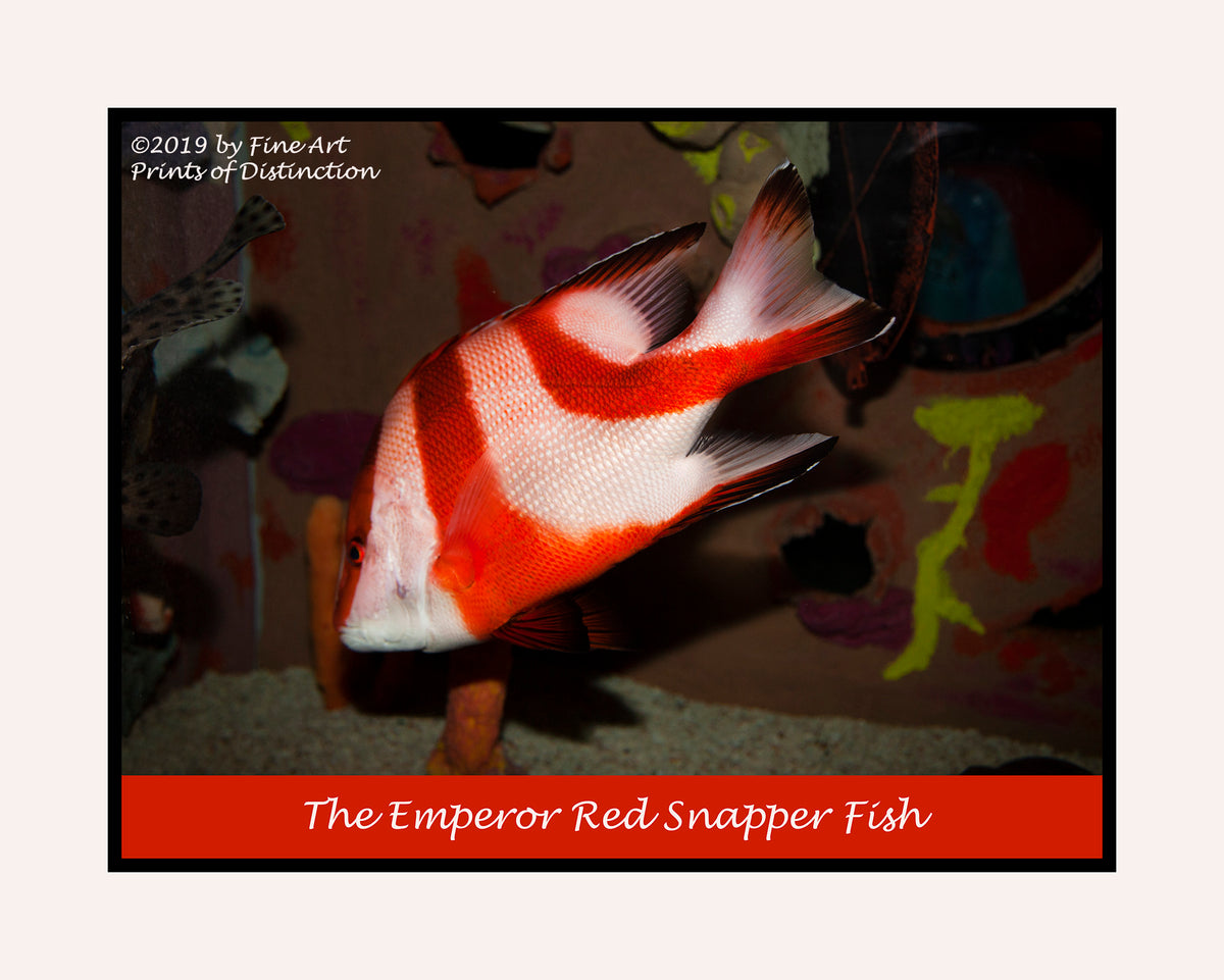 art Poster of an Emperor Red Snapper Fish