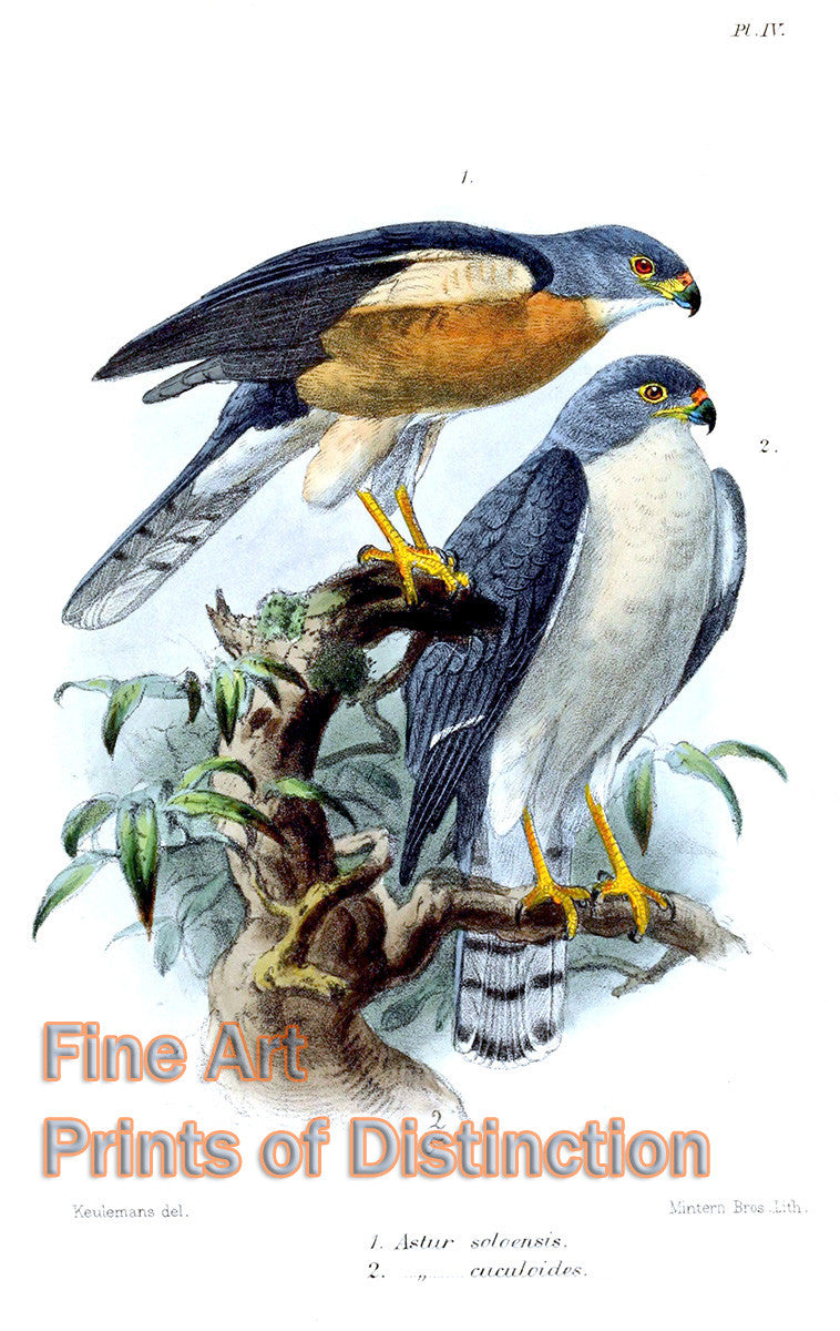 Art Print of Accipiter Soloensis or Chinese Goshawk by John Gerrard Keulemans