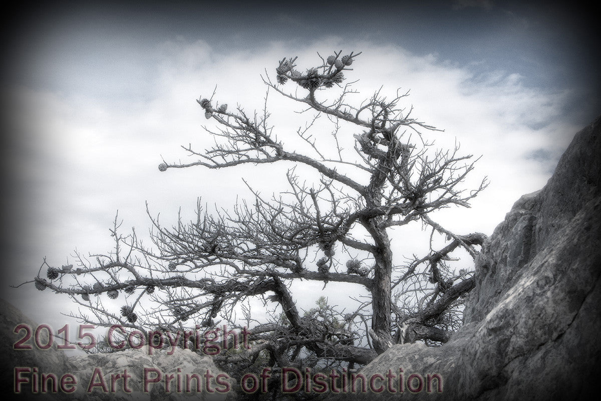 Antique View of Rugged Table Top Pine Art Print