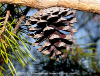 An original premium quality art print of A Lonely Pine Cone Hanging on a Branch for sale by Brandywine General Store