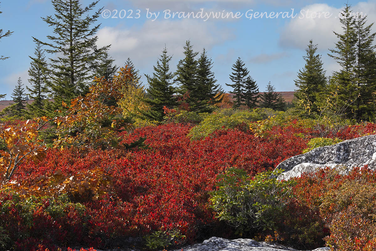 An original premium quality art print of A Typical Fall Scene in Dolly Sods WV for sale by Brandywine General Store