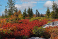 An original premium quality art print of A Typical Fall Scene in Dolly Sods WV for sale by Brandywine General Store