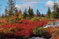 An original art print of A Typical Fall Scene in Dolly Sods WV