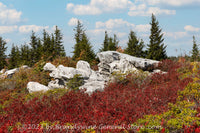 An original premium quality art print of Alien Rock Surrounded by Fall on Dolly Sods for sale by Brandywine General Store