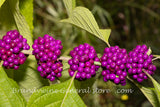 An original art print of American Beautyberry Five Pods in a Row