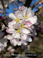 An original premium quality art print of Apple Blossoms Hanging Down from Branch for sale by Brandywine General Store