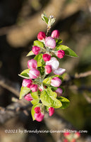 An original premium quality art print of Apple Blossoms on a Long Pod Growing Upright for sale by Brandywine General Store