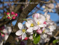 An original premium quality art print of Apple Blossoms and Buds in Bright Sunshine for sale by Brandywine General Store