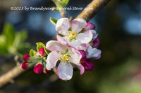 An original premium quality art print of Apple Blossoms on a Diagonal Branch for sale by Brandywine General Store