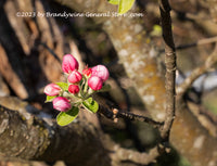 An original premium quality art print of Apple Tree Buds in a Jungle of Limbs for sale by Brandywine General Store