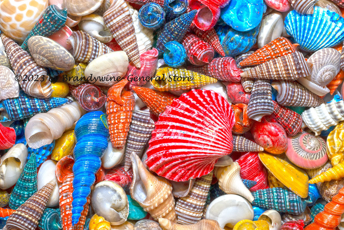 Sea Shells in all Colors and Shapes art print | Brandywine General Store