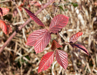 An original art print of Berry Branch with Deep Red Fall Leaves 