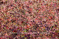 An original premium quality art print of a Berry Thicket with Solid Mass of Leaves in Various Shades of Red for sale by Brandywine General Store