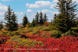 An original premium quality art print of Blueberry Bushes and Wild Mountain Laurel in Spruce Trees at Dolly Sods WV for sale by Brandywine General Store