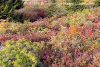 An original premium quality art print of Brushy Fall Landscape at Dolly Sods WV for sale by Brandywine General Store