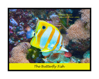 An archival premium Quality Poster of Butterfly Fish Swimming Peacefully for sale by Brandywine General Store