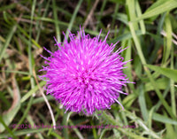 An art print of Canadian Thistle Bloom with Grass Background
