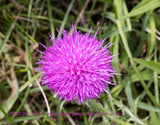 An art print of Canadian Thistle Bloom with Grass Background