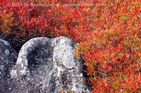 An original premium quality art print of Chair Rock Surrounded by Red Blueberry Bushes in Dolly Sods WV