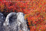An original premium quality art print of Chair Rock Surrounded by Red Blueberry Bushes in Dolly Sods WV