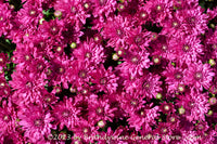 art print of Chrysanthemum Blooms a Sea of Purple Blooms